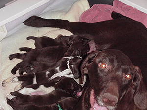 A Litter and all Mom's puppies