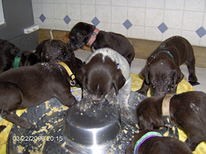 B Litter puppies