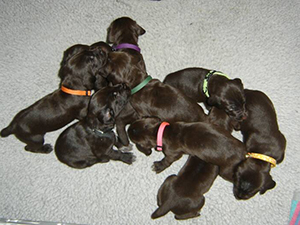 D Litter puppies