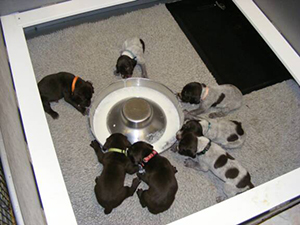 H Litter puppies