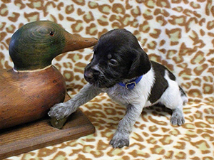 T Litter puppies
